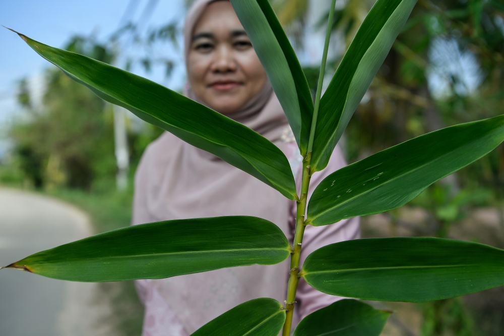 Bamboo leaf ‘ketupat’ entrepreneur Sarah Hussain shows bamboo leaves to wrap ketupat which has received orders reaching about 16,000 pieces or 1,000 kilogrammes in conjunction with the month of Ramadan and Hari Raya Aidilfitri. — Bernama pic