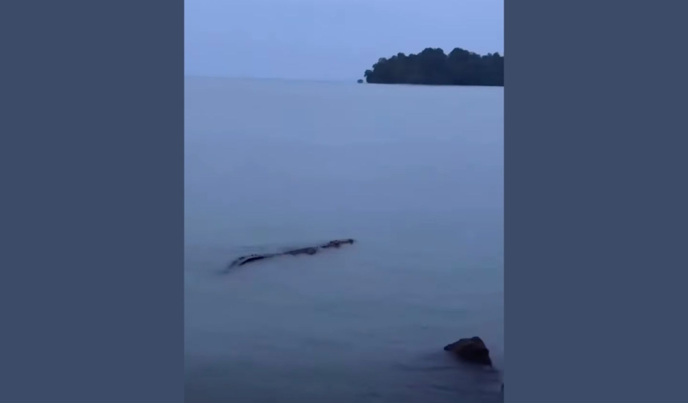 A large estuarine crocodile was spotted near the shoreline at the Port Dickson Waterfront beach early today. — Screengrab via Facebook video