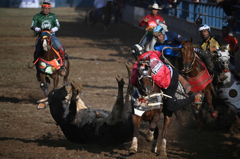 A cowboy knocks a steer over during a bull tailing competition held as part of the 