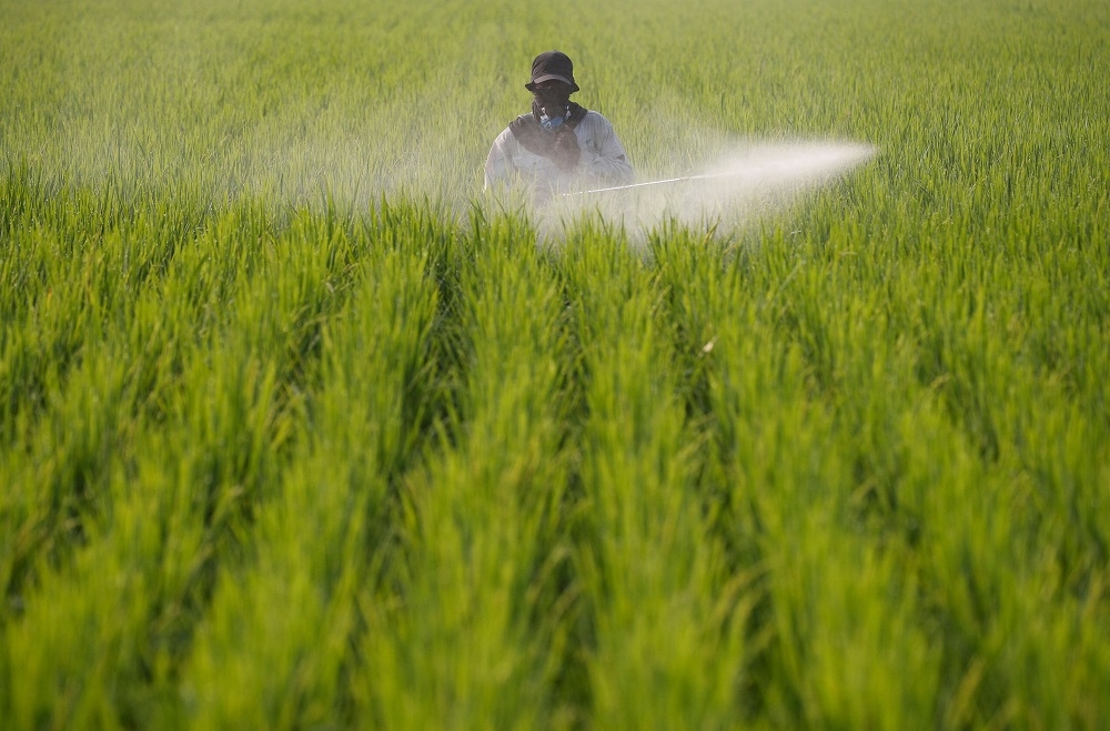 Minister of Agriculture and Food Security Datuk Seri Mohamad Sabu said officials are monitoring water levels and the impact on paddy production in northern Malaysia. — Reuters pic