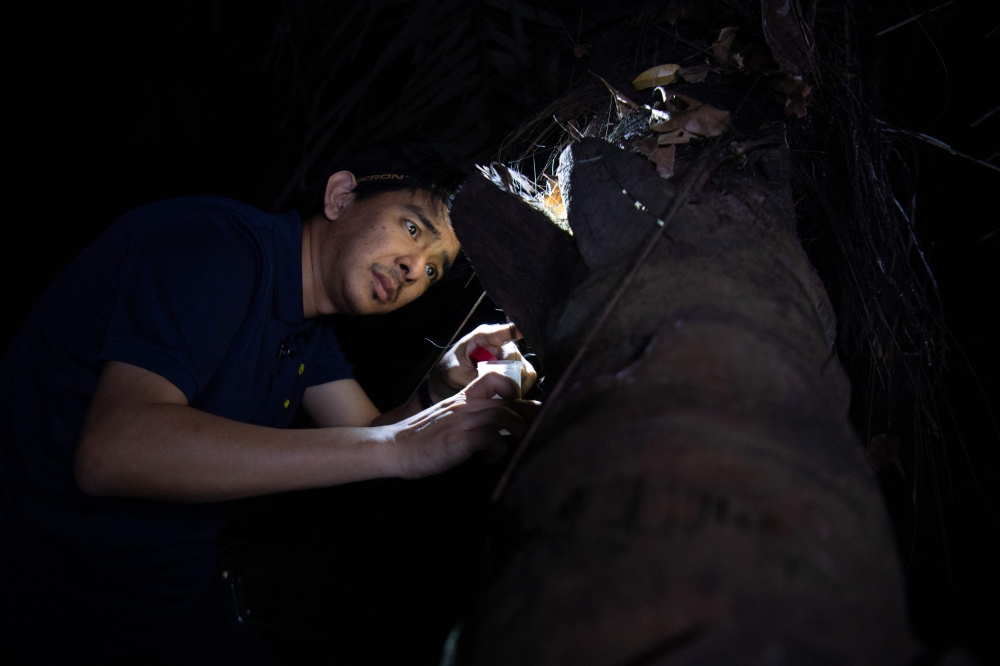 Meet the ‘Ipis Lord’: Filipino scientist on a mission to change how the world sees cockroaches