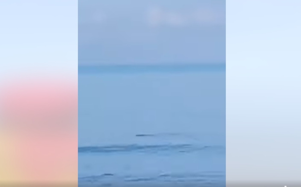 Kota Kinabalu APM officer Aizex Junior said a rescuer noticed an object moving in the water and soon realised it was a crocodile. — Screengrab from Facebook/SG Media Groups