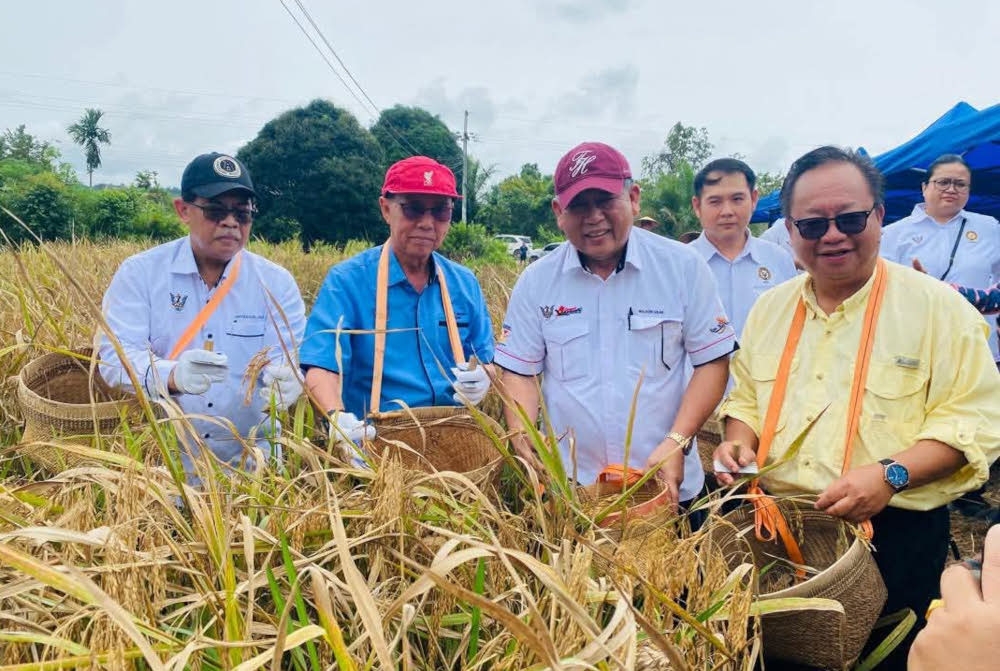 (From left) Datuk Jefferson Jamit Unyat, Datuk Seri Dr Stephen Rundi Utom, Datuk Wilson Ugak Kumbong and Dominic Chunggat at one of the harvest-ready paddy fields in Sungai Tunoh. — The Borneo Post pic 