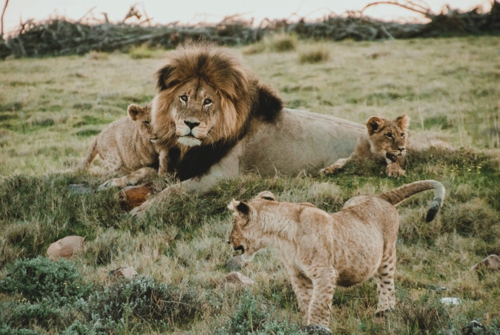 A lion rests with its cubs on the savannah — a quiet moment that reflects belonging and identity in the wild. — Unsplash pic 
