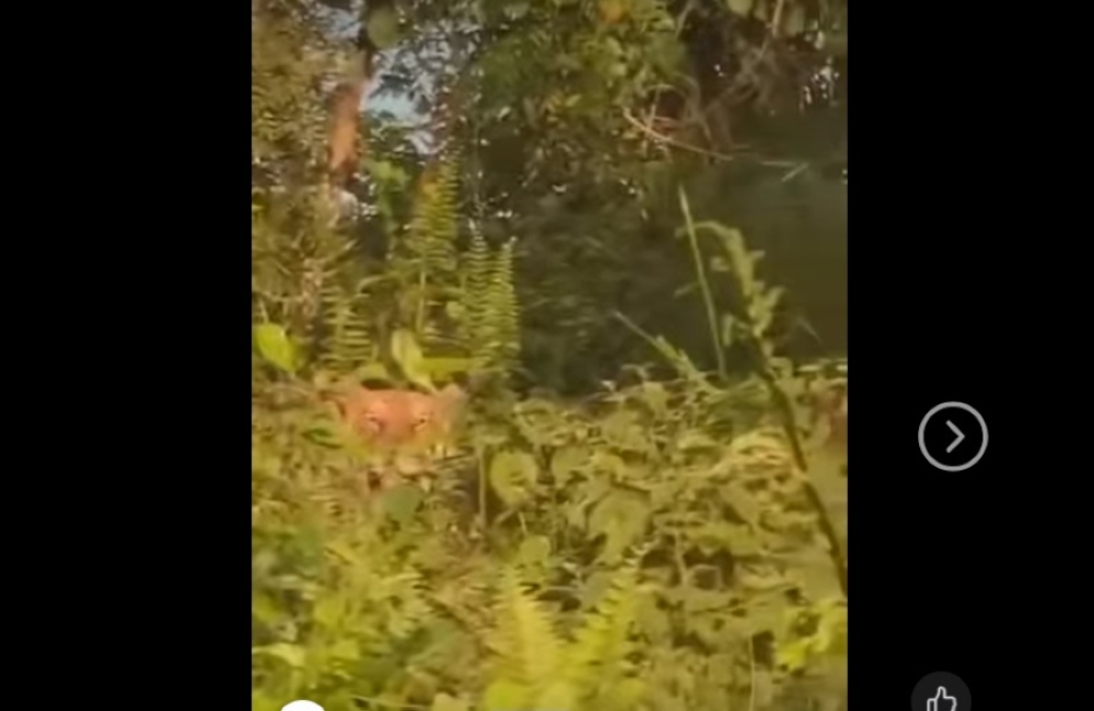The animal disappeared briefly before reappearing behind nearby bushes close to the residents’ plantations. — Screengrab from Facebook/This is Johor