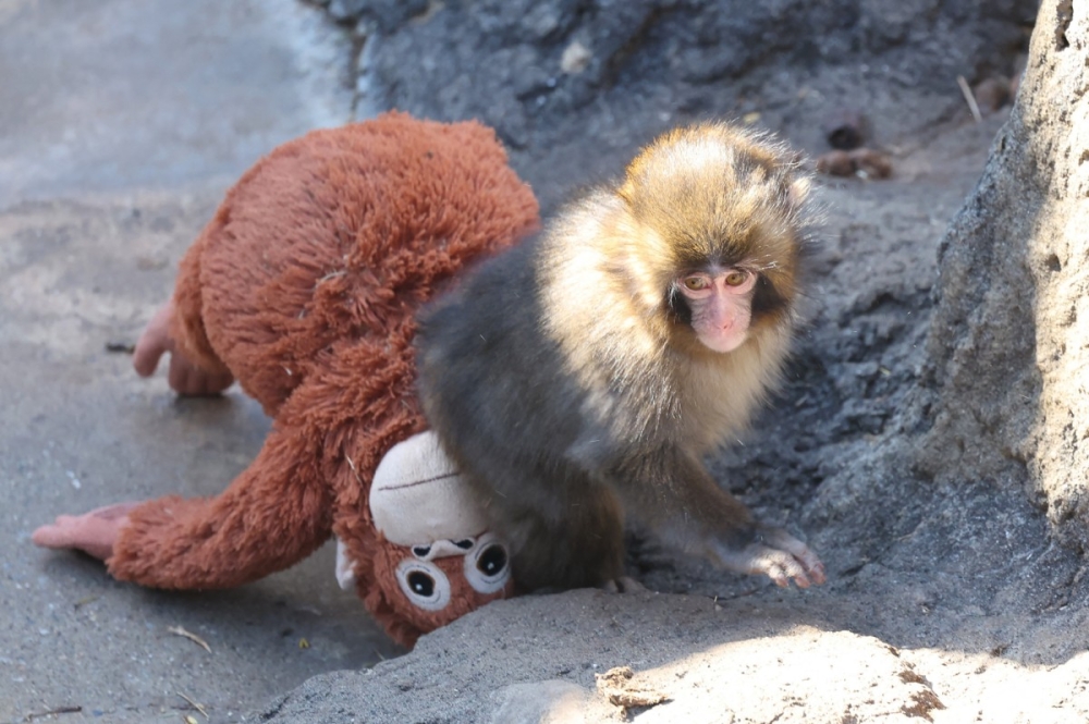 Punch, a baby macaque at Ichikawa City Zoo near Tokyo, became an internet sensation after clinging to his Ikea orangutan plush companion for comfort. — AFP pic