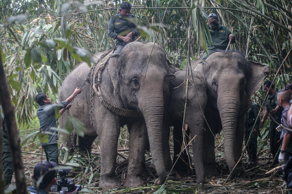 File picture of a wild male elephant caught with the help of two female elephants at Kampung Keeb, Pos Legap in Sungai Siput, January 8, 2024. — Picture by Farhan Najib
