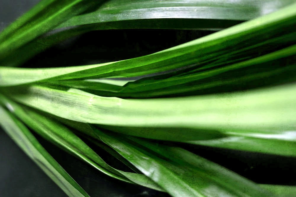 The vibrant green of pandan leaves — Picture by CK Lim