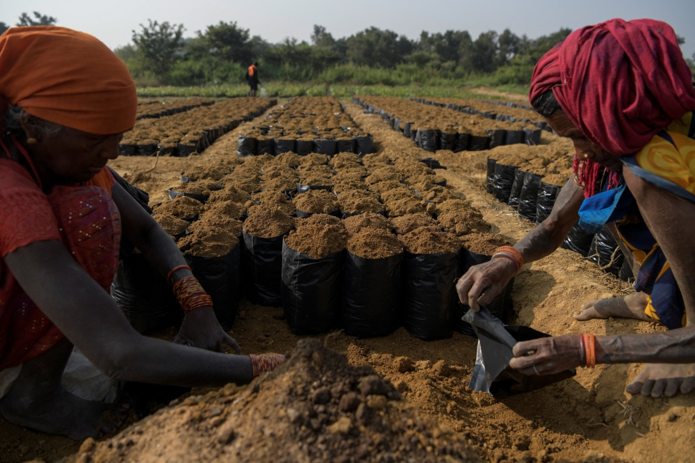Women fill a soil mixture into grow bags at a nursery set up to grow saplings that will later be planted in closed mine quarries as part of abandoned‑mine land reclamation at the Bishrampur open‑cast mining area in Surajpur, India, November 15, 2025. — Reuters pic