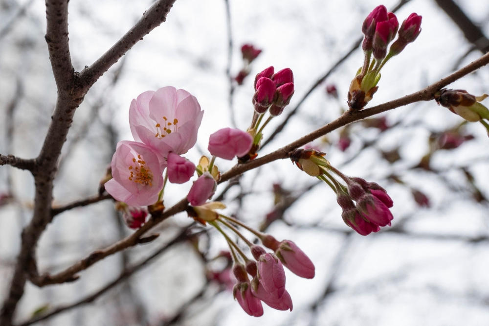 Japan’s iconic cherry blossoms have arrived early this year, with the first blooms signalling the start of ‘hanami’ season and the country’s most photogenic time of year. — AFP pic