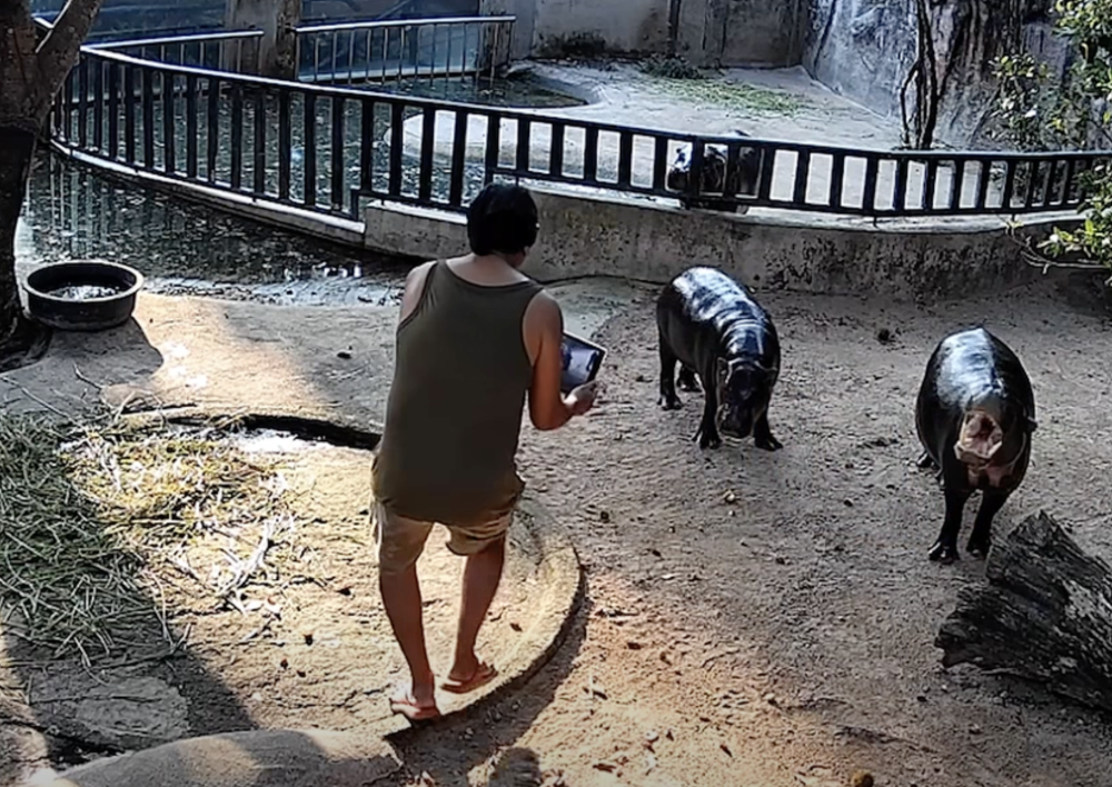A man is seen inside the enclosure of Moo Deng, an endangered pygmy hippo, at Khao Kheow Open Zoo in Thailand. Zoo officials said the animal was ‘slightly startled’ but unharmed. — Screengrab from Facebook video