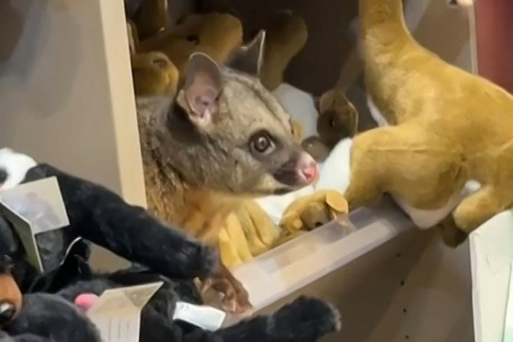 This handout frame grab from UGC video footage by Melissa Oddie taken on March 18, 2026 and received via AFPTV shows a wild possum on a shelf among toys at Hobart Airport in Tasmania.