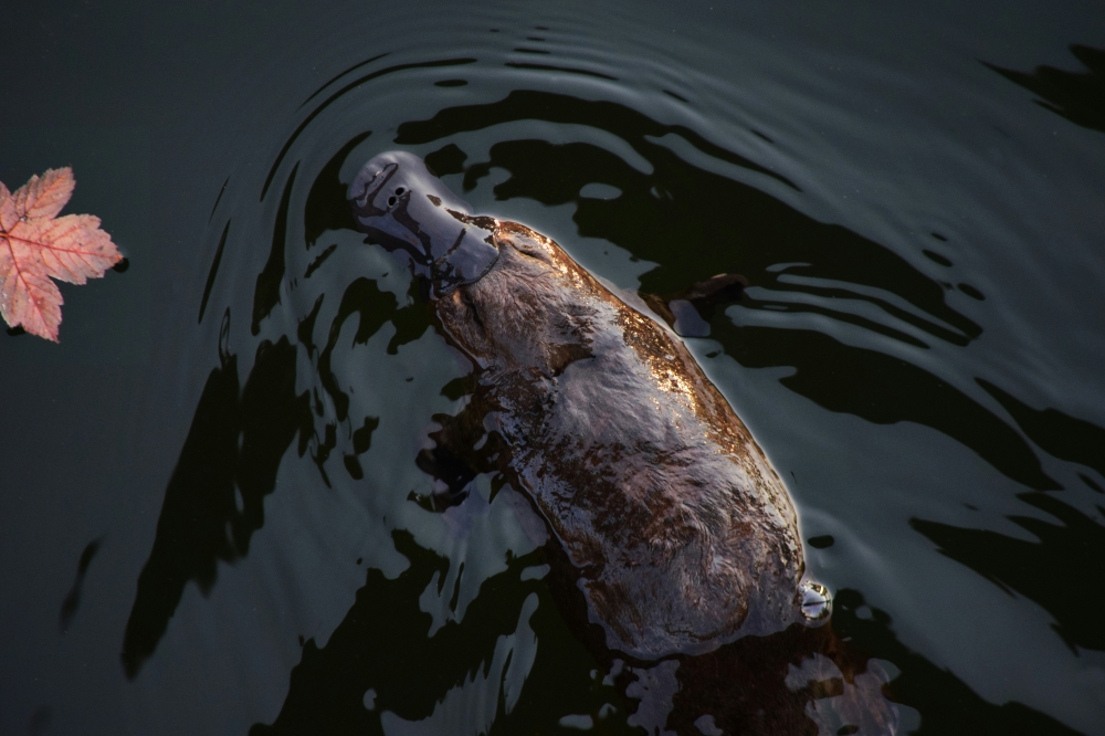 Scientists said the platypus is the only known mammal with hollow melanosomes, a rare biological trait. The discovery adds to its long list of unusual features, including egg-laying and venom. — Unsplash pic