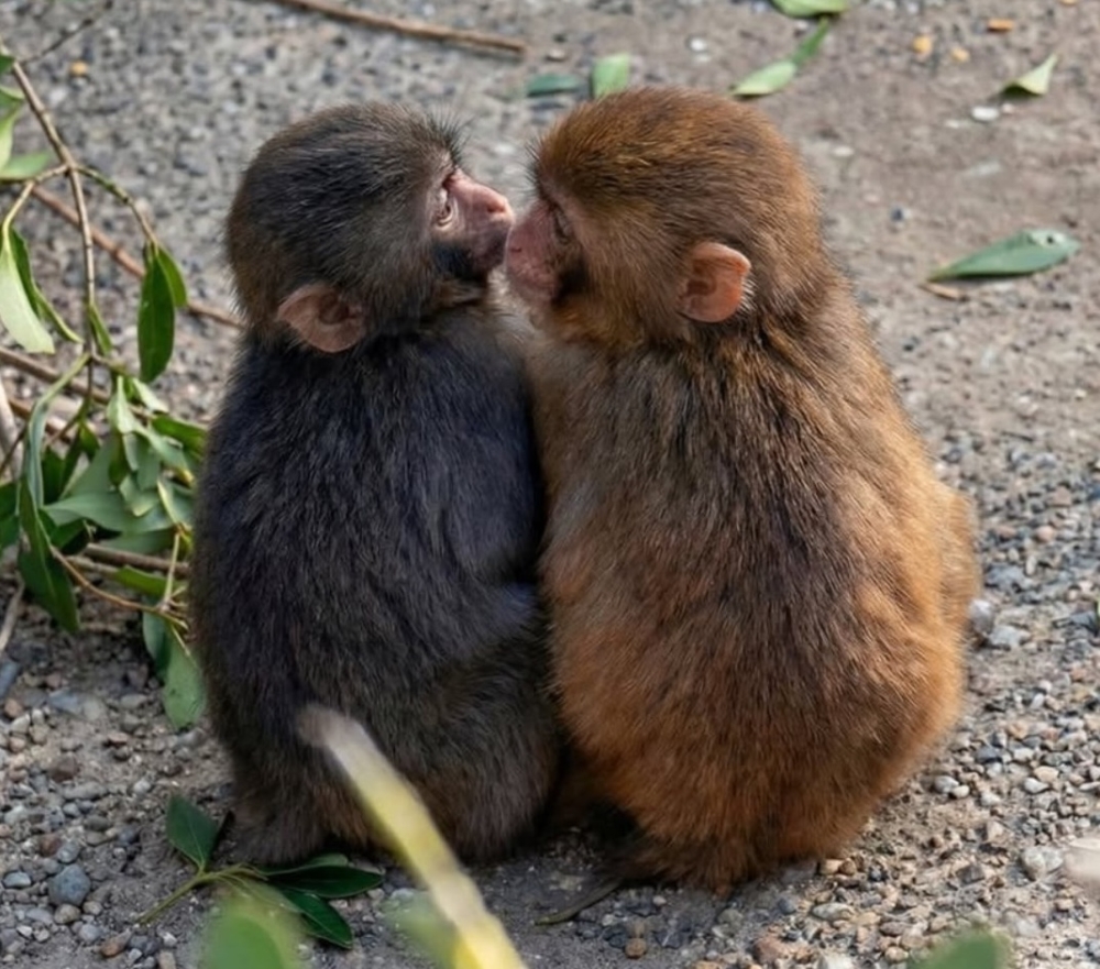 Baby macaque Punch (left) shares a quiet moment with another monkey as he begins to make friends at Ichikawa City Zoo. — Picture via Facebook