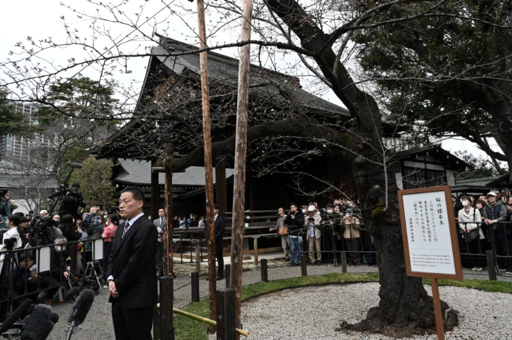 The standard Somei Yoshino cherry tree is declared to be in bloom by the Japan Meteorological Agency, at Yasukuni Shrine in Tokyo March 19, 2026. Full bloom is expected in Tokyo from the end of March to the beginning of April. — AFP pic