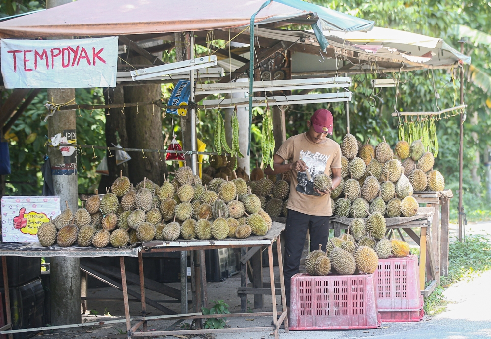 Durian’s status as a must-try regional food experience has also been received particularly well in China, with the market now the world’s top importer of durian in value terms, accounting for around 95 per cent of global import demand, it said. — Picture by Farhan Najib