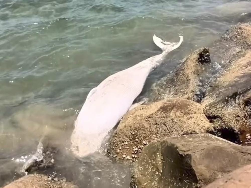 A juvenile whale previously spotted at the Sutera Harbour Resort jetty was found dead. — Daily Express pic