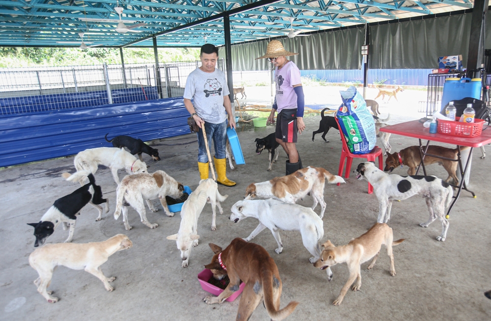 Sarawak Deputy Premier Datuk Amar Dr Sim Kui Hian said discussions have been held with the Sarawak State Health Department and the Department of Veterinary Services Sarawak to develop an integrated action plan.— File picture by Farhan Najib