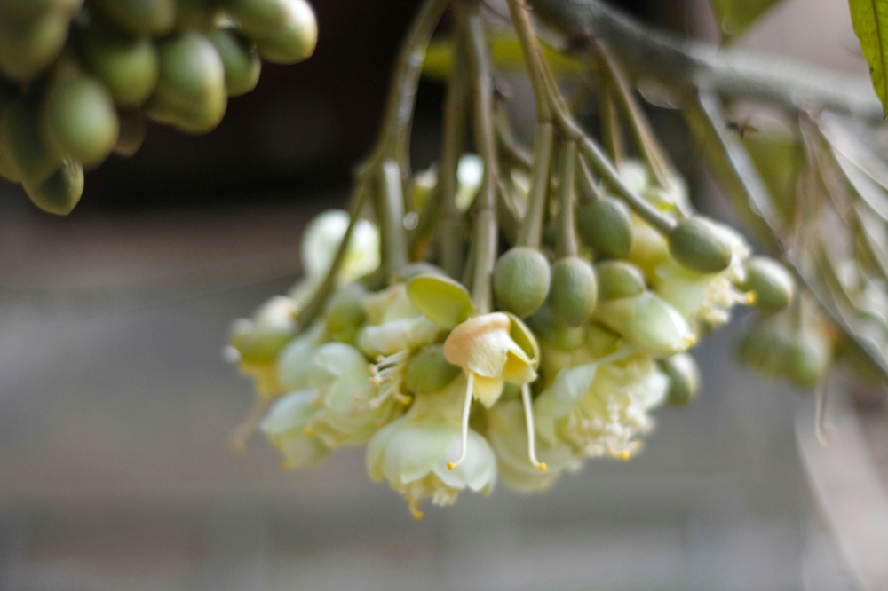Durian flowers have started blooming as of March 2026 in Balik Pulau, Penang as farmers brace for a potentially longer and more affordable harvest season. — Unsplash pic