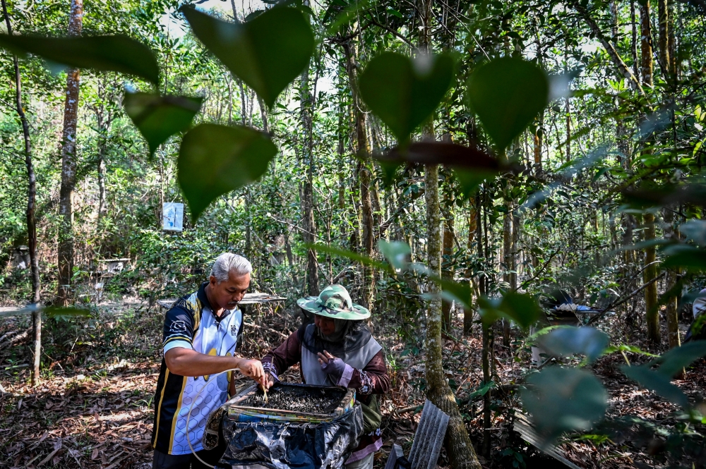 Stingless bee farm operator Nor Ehsan Abd Rahman said that his involvement in the field began in Form Three. — Bernama pic