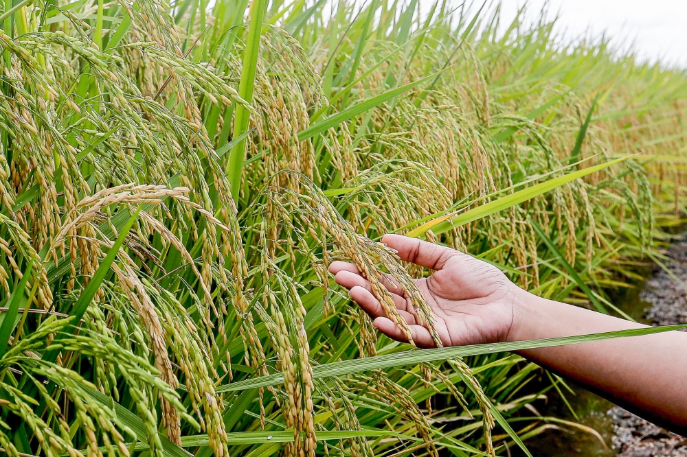 The Ministry of Digital said that the AI farming tool ‘Rakan Tani’, developed through the Naio Lab, is designed to boost AI adoption as well as agricultural yields. — Picture by Sayuti Zainudin