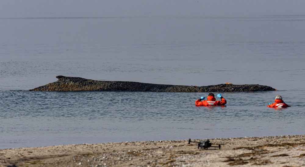 Members of the Institute of Terrestrial and Aquatic Wildlife Research (ITAW), monitor a stranded whale at the Timmendorfer Beach, northern Germany, March 23, 2026. — AFP pic