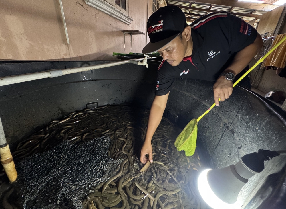 Growing eels are kept in specially designed tanks fitted with nets that serve as shelter at a farm in Kampung Banggol Petani. — Bernama pic