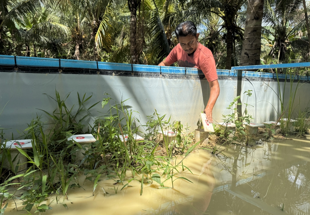Muhammad Azman Abd Rashid @ Ramli shows ‘copong’ — small pipes used as eel shelters — in a breeding pond in Kampung Banggol Petani, Tumpat, March 24, 2026. — Bernama pic