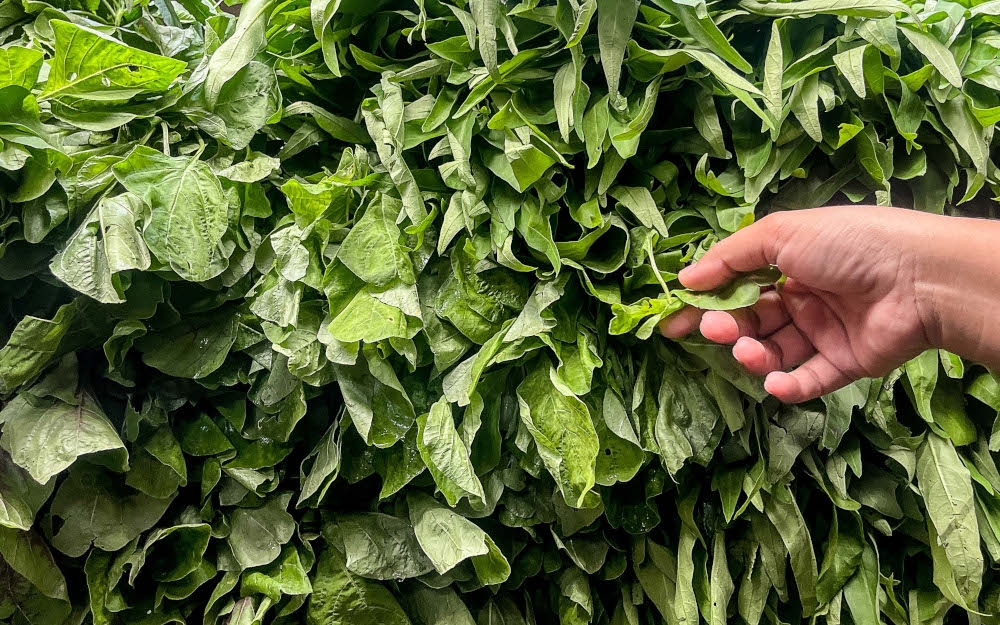 Rising fertiliser costs, driven by Middle East conflicts and China’s export curbs, are putting pressure on Malaysia’s vegetable production. — Picture by Sayuti Zainudin
