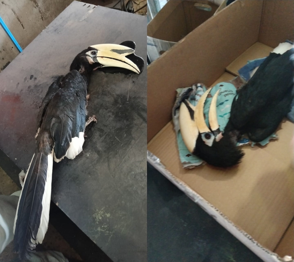The Fire and Rescue Department (Bomba) rescued a critically injured hornbill found on the ground near a building in the Kuala Baram Industrial Estate, as Miri experienced sweltering heat and bush fires in Lutong on Tuesday. — The Borneo Post pic