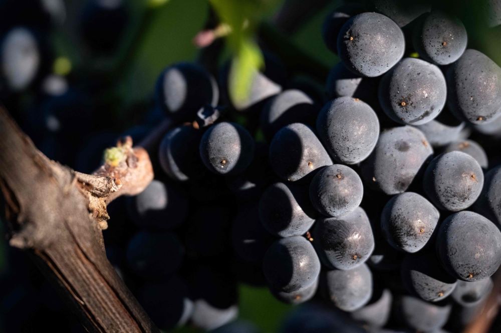 The seed reveals that people in France have been cultivating this immensely popular variety of grape since at least the 1400s, the scientists said in a new study. — AFP pic