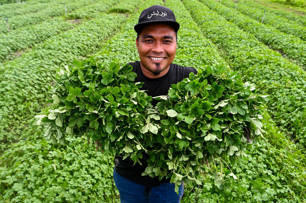 Entrepreneur Alif Dzulfarhan Mohamad Shaharudin cradling freshly harvested maman. — Bernama pic