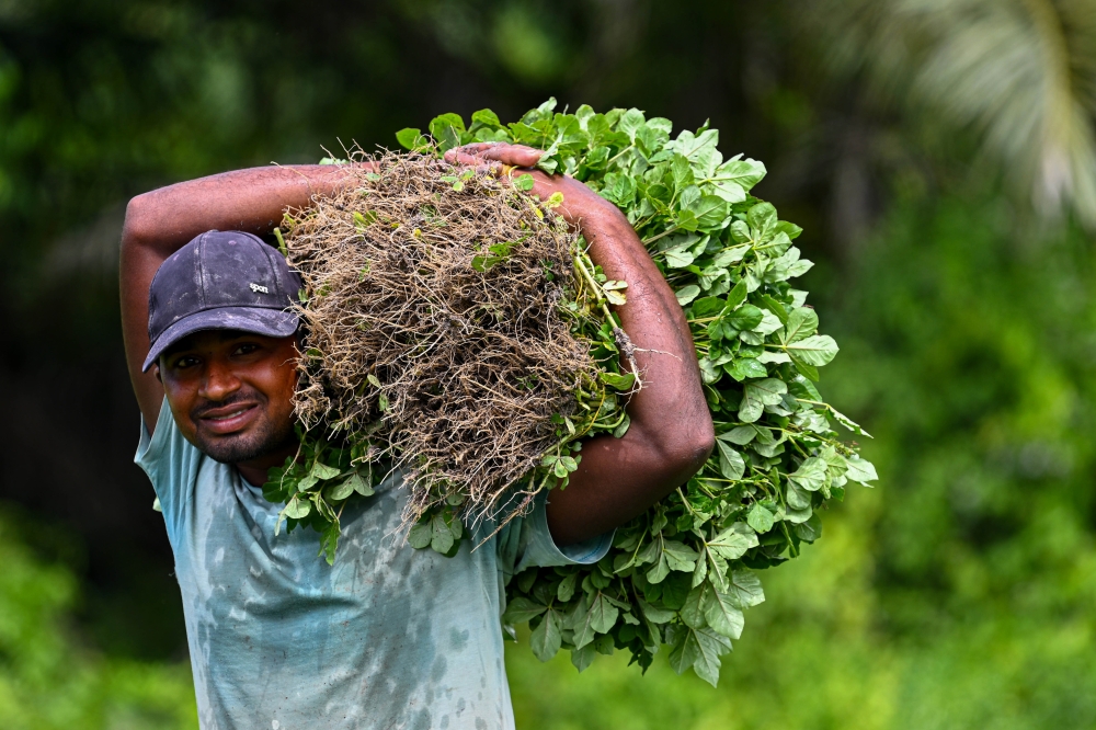 One of the workers at Nourish Farm. — Bernama pic