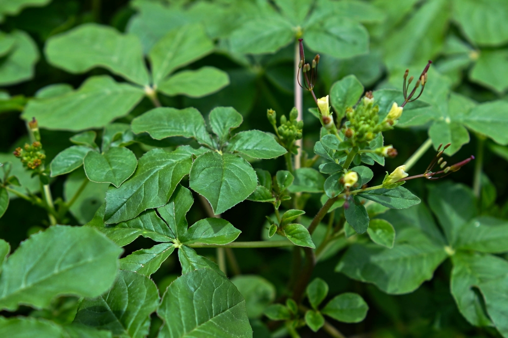 Maman, known as a traditional vegetable, is now seen as a potential commercial crop as its demand is increasing among food entrepreneurs. — Bernama pic