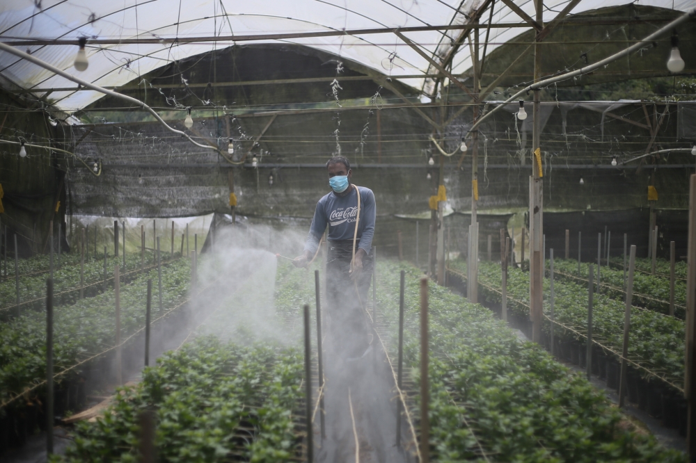 A worker sprays pesticide at a vegetable farm in Cameron Highlands June 13, 2021. The Ministry of Agriculture and Food Security said input subsidies for seeds, fertilisers, and pesticides will continue as usual, despite rising global fertiliser costs amid ongoing unrest in West Asia. — Picture by Ahmad Zamzahuri