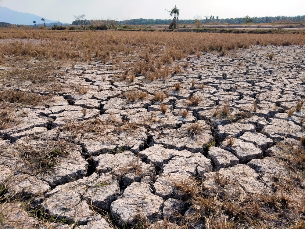 Paddy fields are seen with dry and cracked soil following hot weather in Padang Terap on March 22, 2026. — Bernama pic