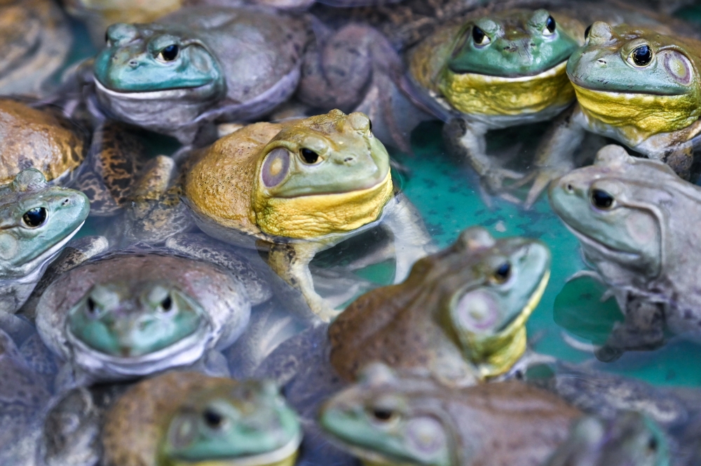 Seen by some as disgusting or frightening, the bullfrog has been a valuable income source for a family in Kampung Chui Chak, Teluk Intan, Perak for more than three decades. — Bernama pic