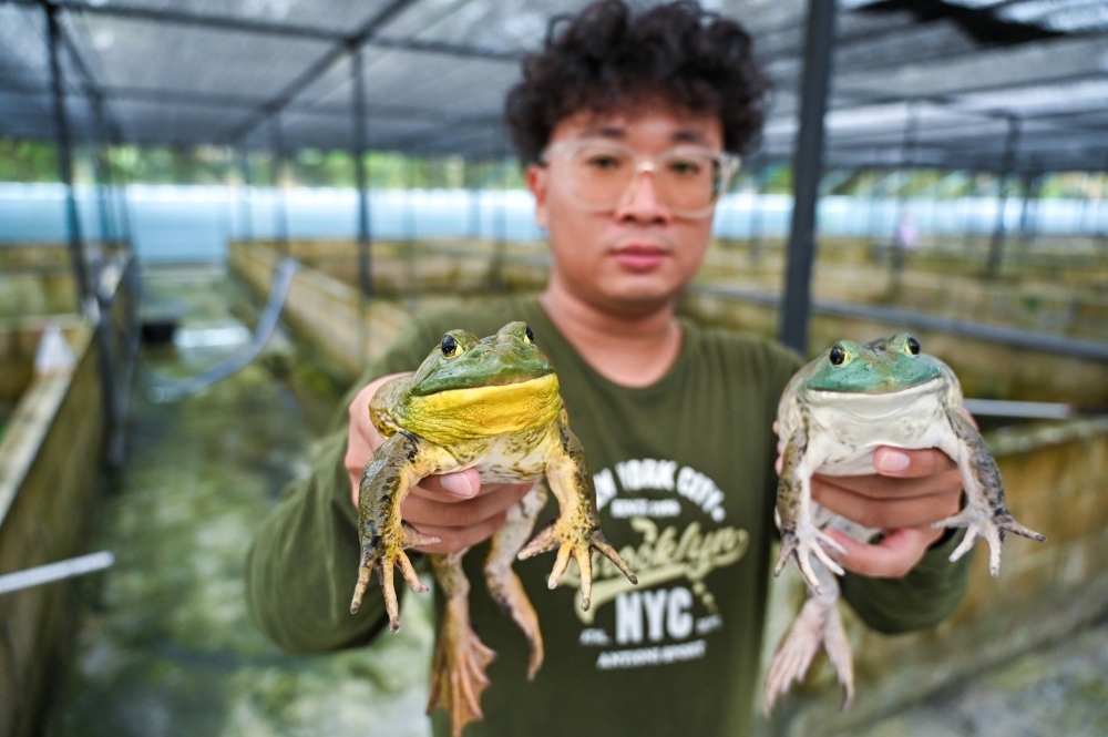 Chong Zheng Xian’s bullfrog farm in Kampung Chui Chak, Teluk Intan, Perak now has over 500 ponds, supplying demand in Malaysia and Singapore. — Bernama pic