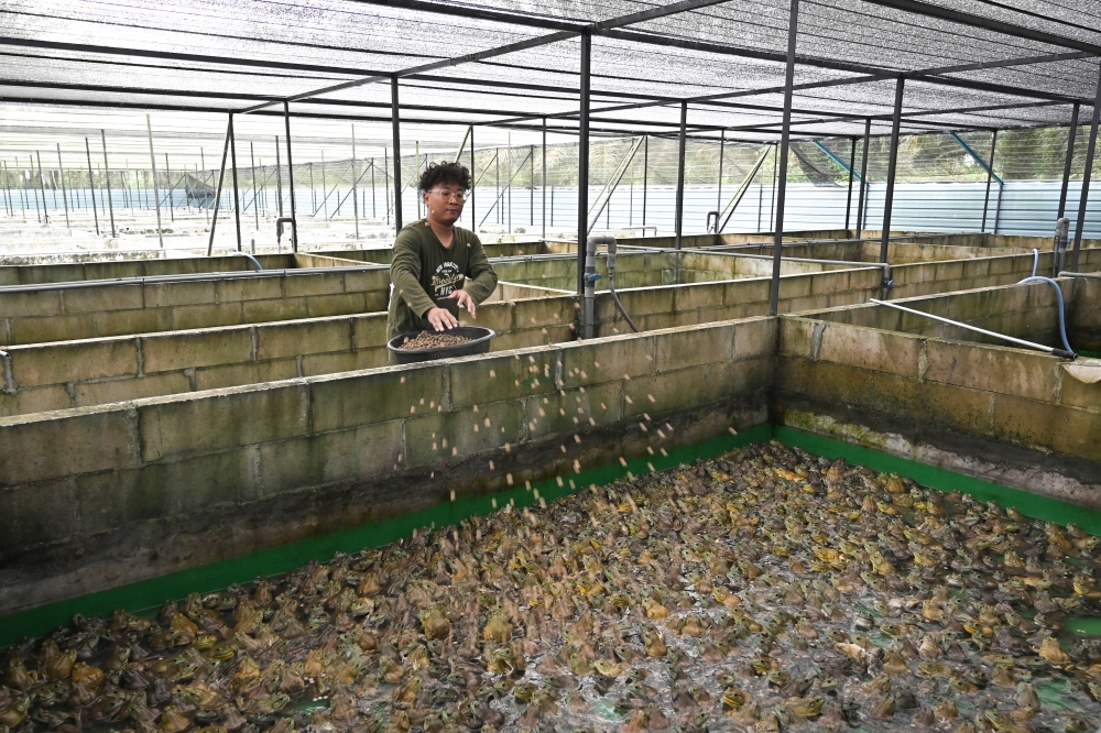 Entrepreneur Chong Zheng Xian, 27, feeds bullfrogs with feed pellets at his farm in Kampung Chui Chak, Teluk Intan, Perak on March 27, 2026.— Bernama pic