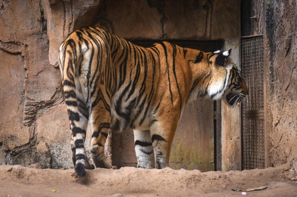 Jelita, a Bengal tigress that gave birth to two cubs Huru and Hara, in July 2025, is seen in its enclosure at Bandung Zoo in Bandung, West Java, Indonesia on March 26, 2026. — AFP pic