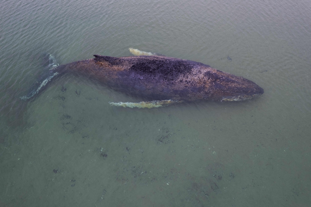 This aerial view taken on March 24, 2026 and handed out by Sea Shepherd Deutschland shows a standed humpback whale off the Baltic Sea coast of Timmendorfer Strand near Luebeck, northern Germany. — Sea Shepherd Deutschland handout/AFP pic 