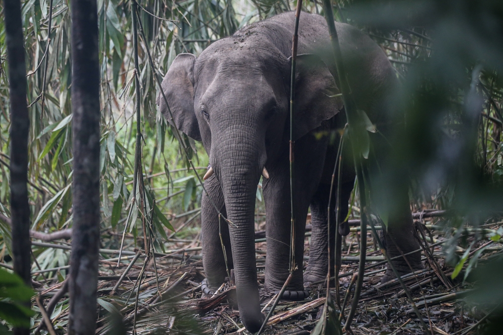 Perhilitan has denied claims on social media that it sold 19 elephants, saying that the animals were separated and relocated elsewhere for protection from infectious diseases, natural disasters and human-wildlife conflict. — File picture by Farhan Najib