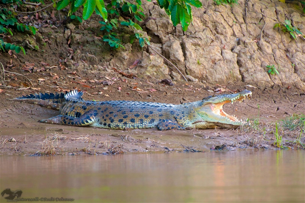 The Sarawak Fire and Rescue Operations Centre said that the body of the boy, 15, was found by family members during a search and rescue operation at about 5.30 pm not far from where he went missing. — Picture courtesy of Danau Girang Field Centre