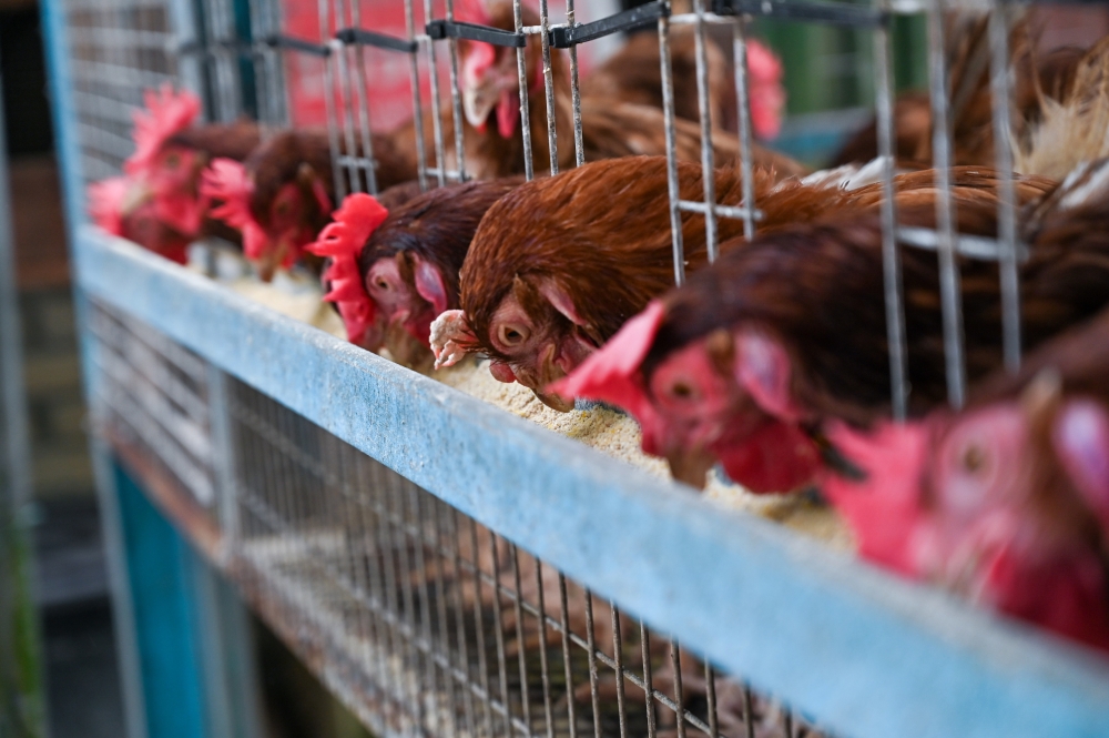 Egg-laying chickens reared by retired Royal Malaysian Navy veteran Hamdan Ahmad Sapli at his home Lumut, on March 28, 2026. — Bernama pic