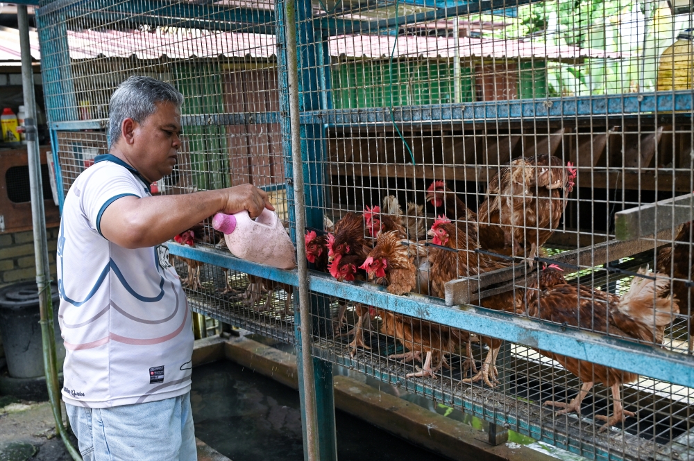 Retired Royal Malaysian Navy veteran Hamdan Ahmad Sapli feeds his chickens at his home in Batu 10, Lekir, Lumut, where he earns about RM6,000 a month from egg farming, on March 28, 2026. — Bernama pic
