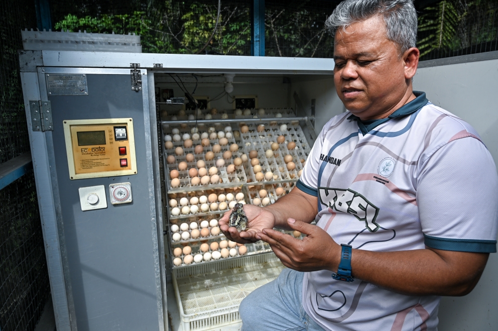 Retired Royal Malaysian Navy veteran Hamdan Ahmad Sapli, 58, shows newly hatched chicks using an ‘Incubator Specialist’ at his home in Batu 10, Lekir, Lumut, during a recent interview. — Bernama pic