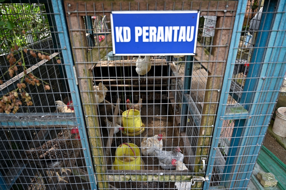 Retiree Hamdan Ahmad Sapli’s White Leghorn chickens reared at his home in Lekir, Lumut. — Bernama pic