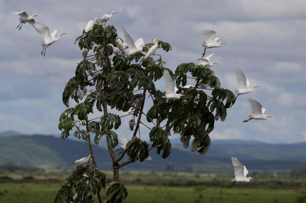 A group of garca branca pequenas, snowy egret (Egretta thula) is pictured at the Pantanal, a key region along birds’ migratory routes in the Americas, in the municipality of Miranda in Mato Grosso do Sul state, Brazil, March 20, 2026. — AFP pic