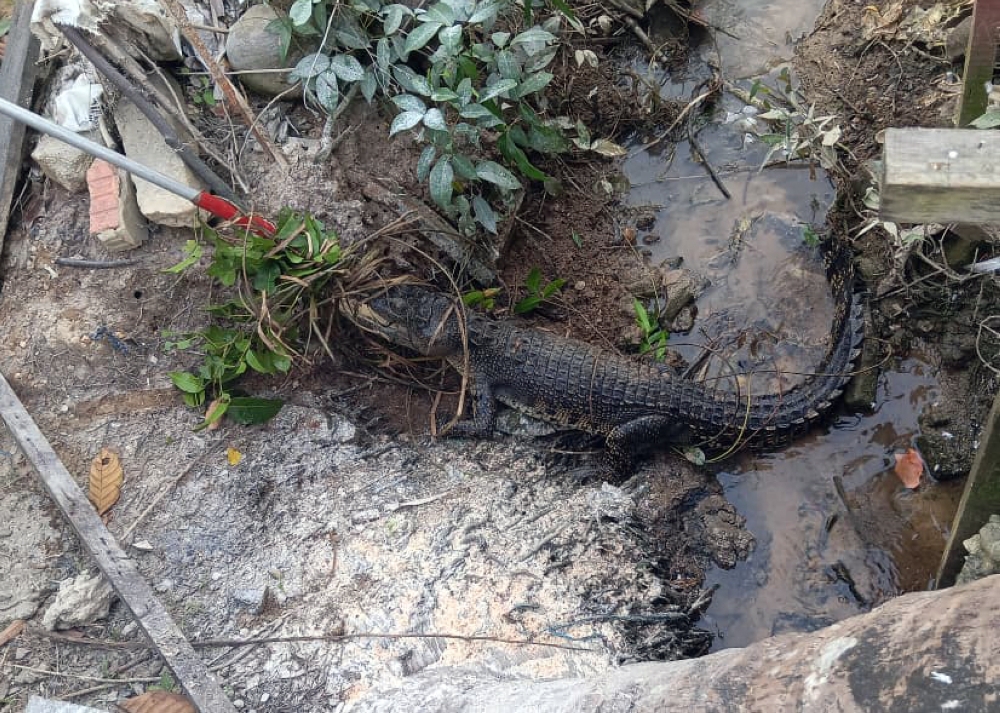 A crocodile measuring about six feet long (1.83 metres) was captured by Civil Defence Force (APM) personnel at a housing area here on Saturday. — The Borneo Post pic