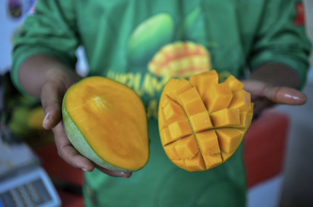 Hot weather in Kedah is boosting the sweetness and quality of Harumanis mangoes this season. — Bernama pic